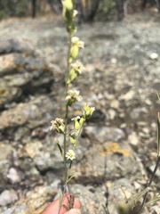 Streptanthus barbiger