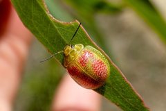 Paropsisterna fastidiosa