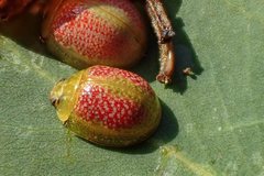 Paropsisterna fastidiosa