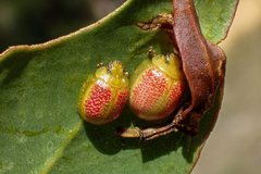 Paropsisterna fastidiosa