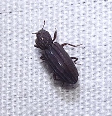 Prolyctus exaratus