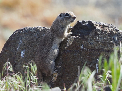 Subspecies Urocitellus townsendii nancyae · iNaturalist