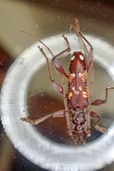 Coptocercus biguttatus