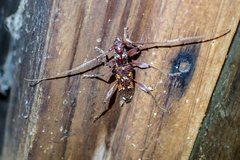 Coptocercus biguttatus