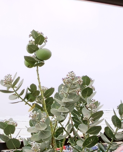 giant milkweed