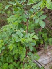 Rosa multiflora