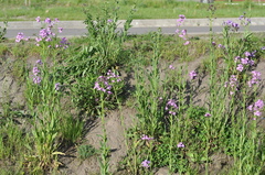 Hesperis pycnotricha