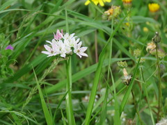 Allium trifoliatum