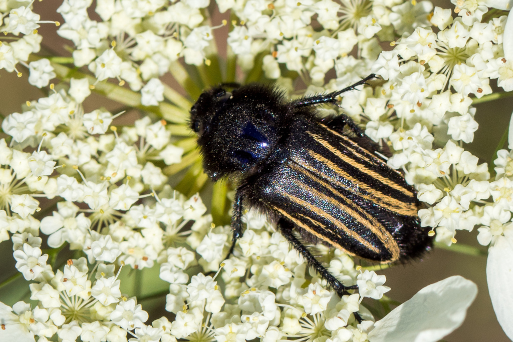 Eulasia vittata