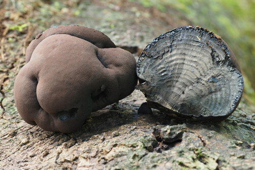 Daldinia macaronesica