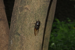 Cryptotympana mandarina