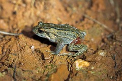Quacking Frog photo 3