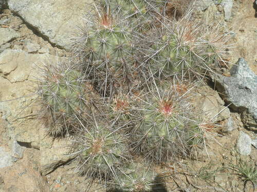 Echinocereus barthelowianus