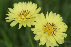 Pyrrhopappus pauciflorus