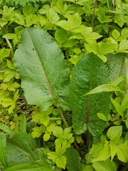 Rumex obtusifolius