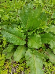 Rumex obtusifolius