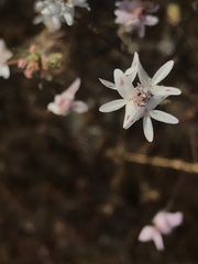 Osmadenia tenella