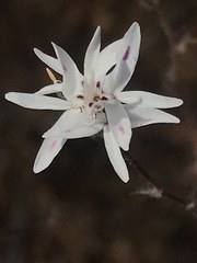 Osmadenia tenella