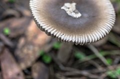 Amanita cheelii