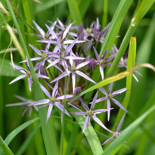 Allium cristophii