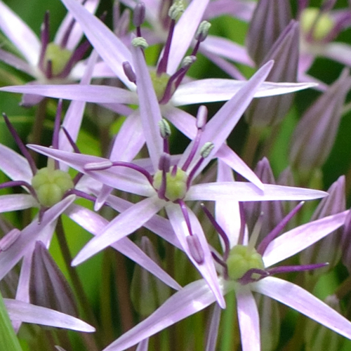 Allium cristophii