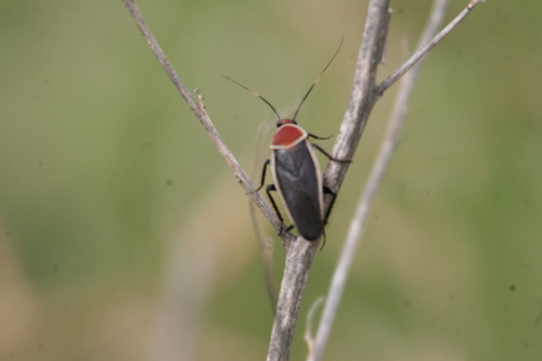 Photo of Pale-bordered Field Cockroach (Pseudomops septentrionalis)