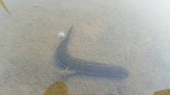 Whitmania edentula