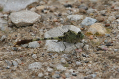 Arigomphus submedianus