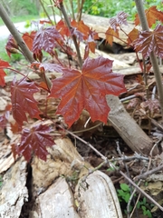 Acer platanoides