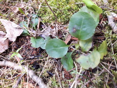 Pyrola elliptica