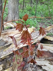 Acer platanoides