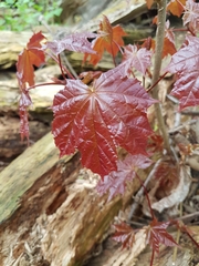 Acer platanoides