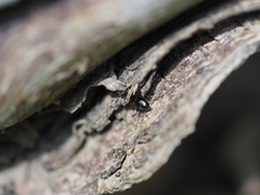 Anthelephila pedestris