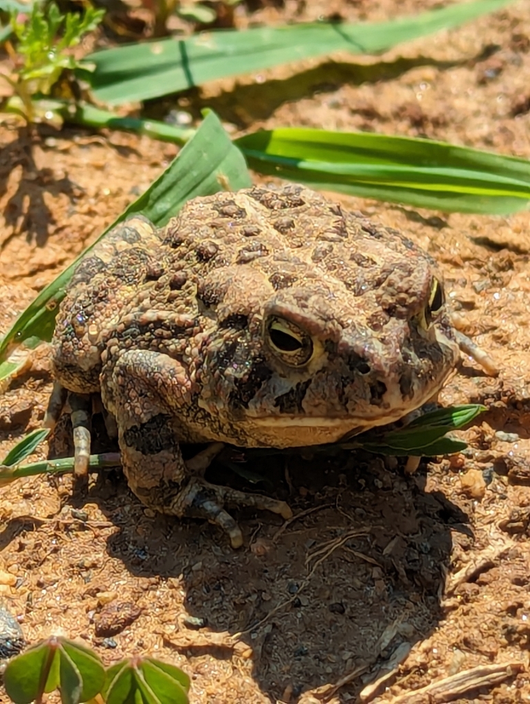 Fowler's Toad from Rural Hall, NC, USA on June 14, 2024 at 10:22 AM by ...