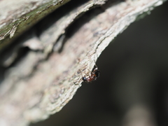 Anthelephila pedestris