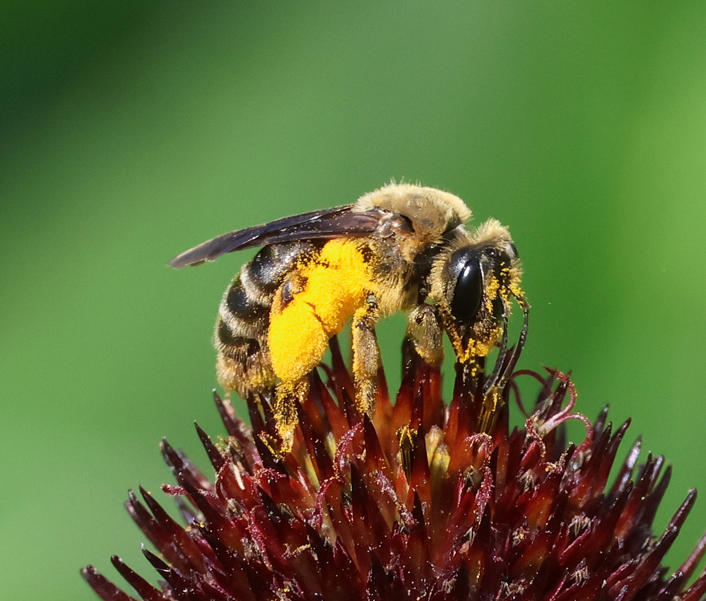 Andrena helianthiformis