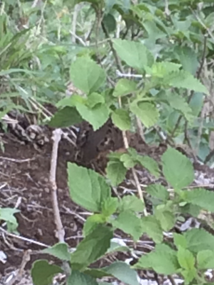 Jungle Bush Quail (Perdicula asiatica), photo 7