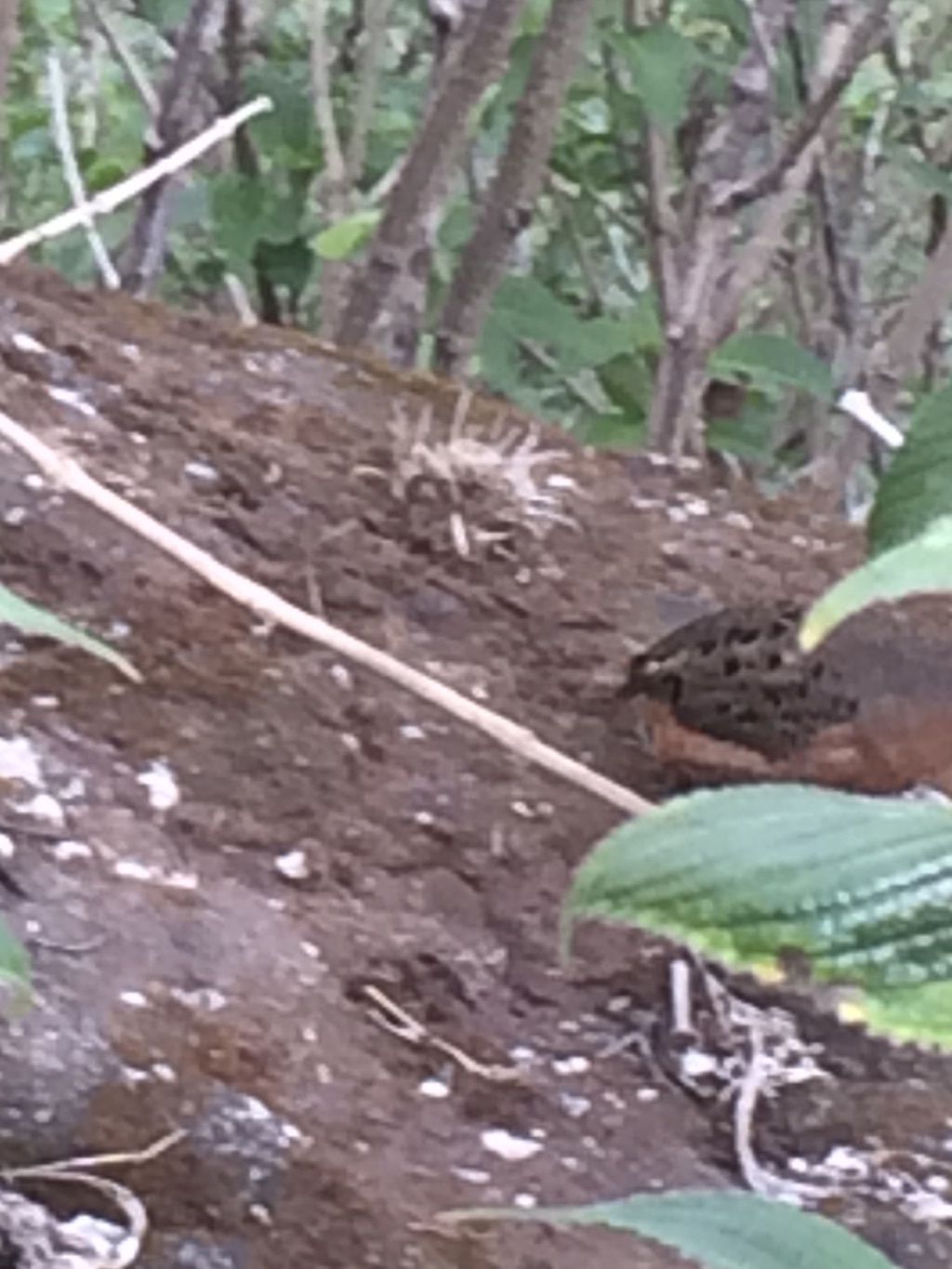Jungle Bush Quail (Perdicula asiatica), photo 6