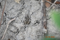 Eleutherodactylus cystignathoides