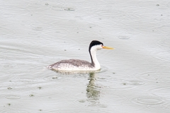 Aechmophorus clarkii transitionalis