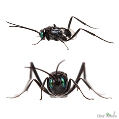 Evania appendigaster