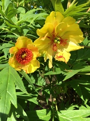 Paeonia ludlowii