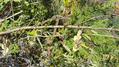 Dioscorea quartiniana