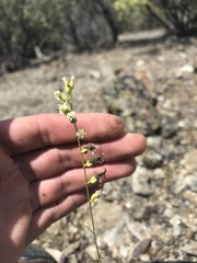 Streptanthus barbiger