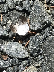 Lomographa semiclarata