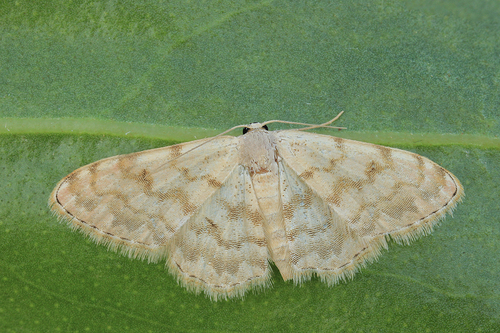 Scopula asellaria