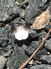 Lomographa semiclarata