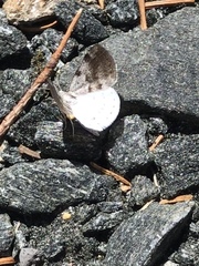 Lomographa semiclarata