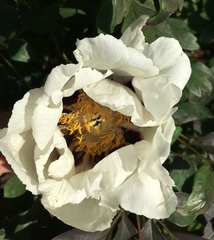 Paeonia × suffruticosa