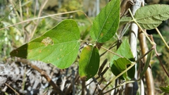 Dioscorea quartiniana